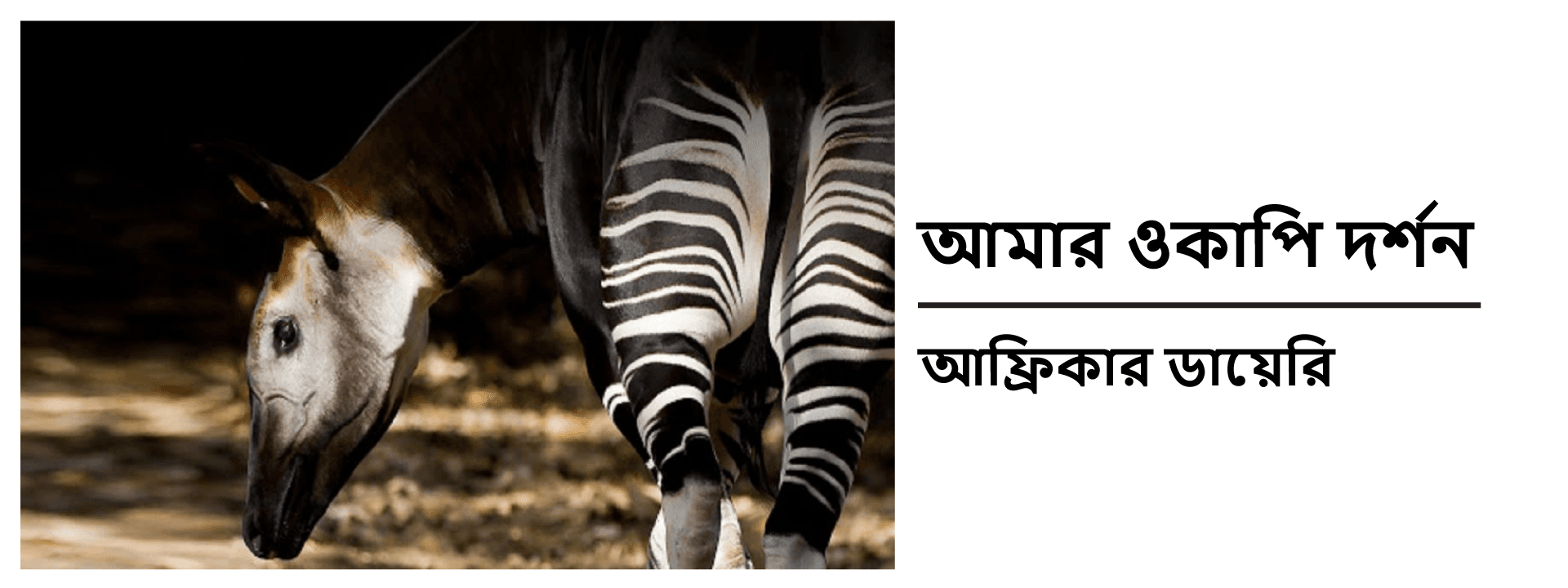 আমার ওকাপি দর্শন: আফ্রিকার ডায়েরি