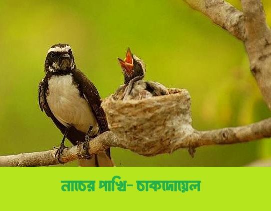 নাচের পাখি- চাকদোয়েল 
